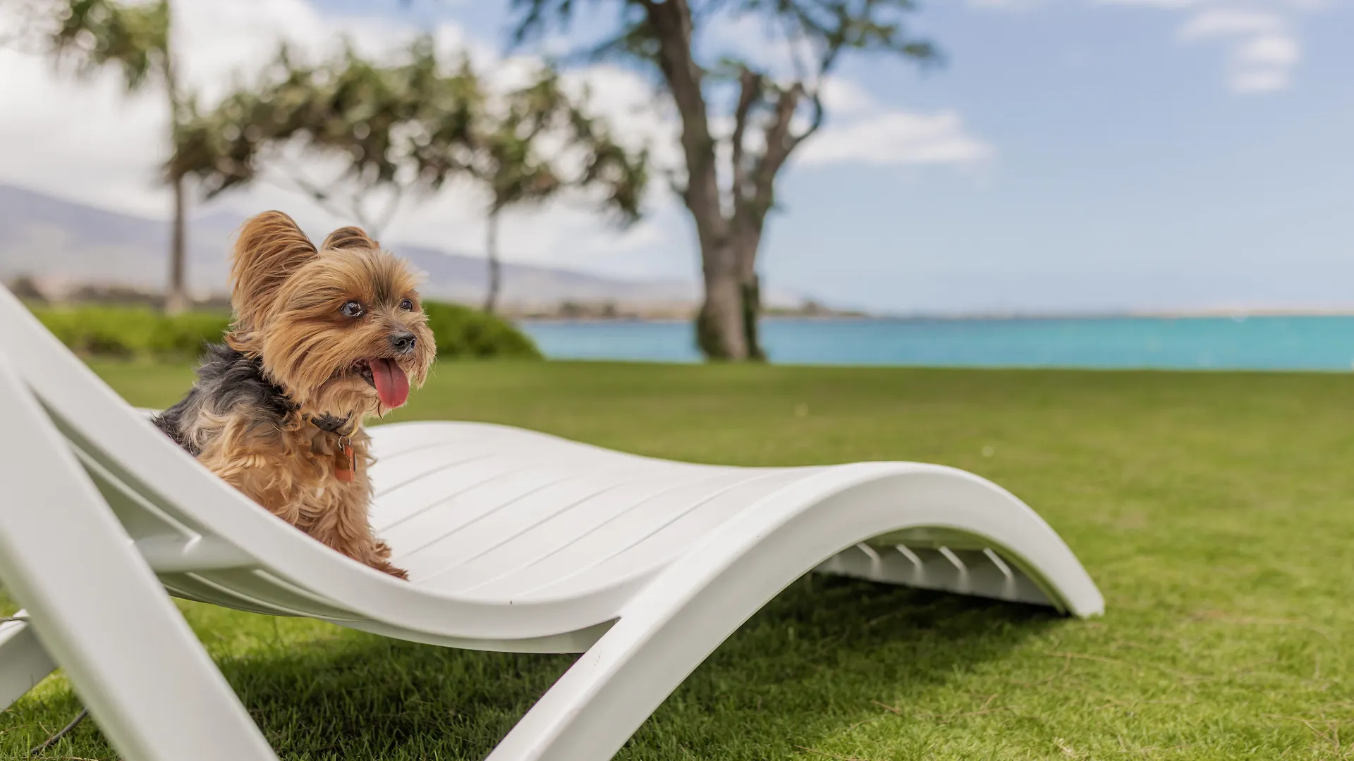 Maui Beach Hotel Кахулуи